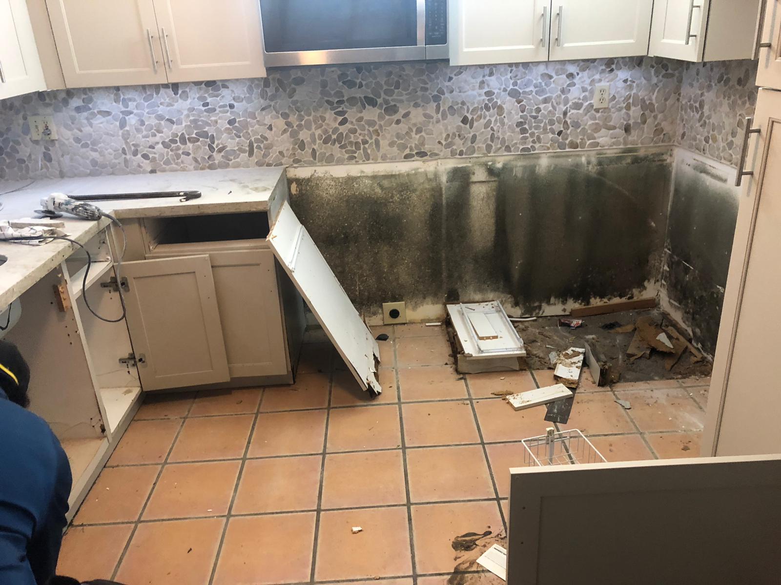 Mold remediation specialist removing mold Florida